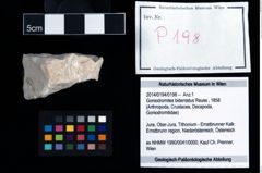 Foto (Objekt + Etikett) von Goniodromites bidentatus (Reuss, 1858)  (NHMW-GEO-2014-0194-0198)